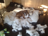 Shelly's Boxer eats his bed - again!!